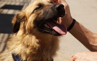 photo of a dog enjoying being pet on a sunny summer day - dog dental routine
