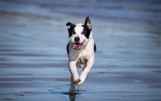 dog running on beach suffering from dog's arthritis