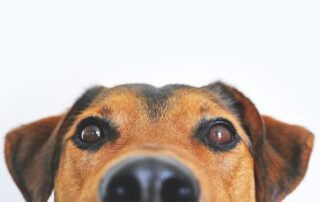 dog looking at you with curious expression cute - Is Diatomaceous Earth Safe for Dogs concept image