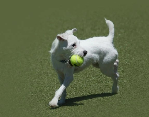 A dog running with tennis ball in its mouth concept image