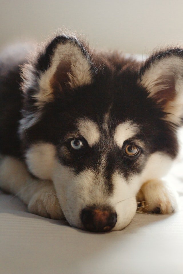 husky dog looking toward the camera - vegan multivitamin for dogs concept image