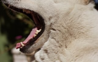 dog teeth howling