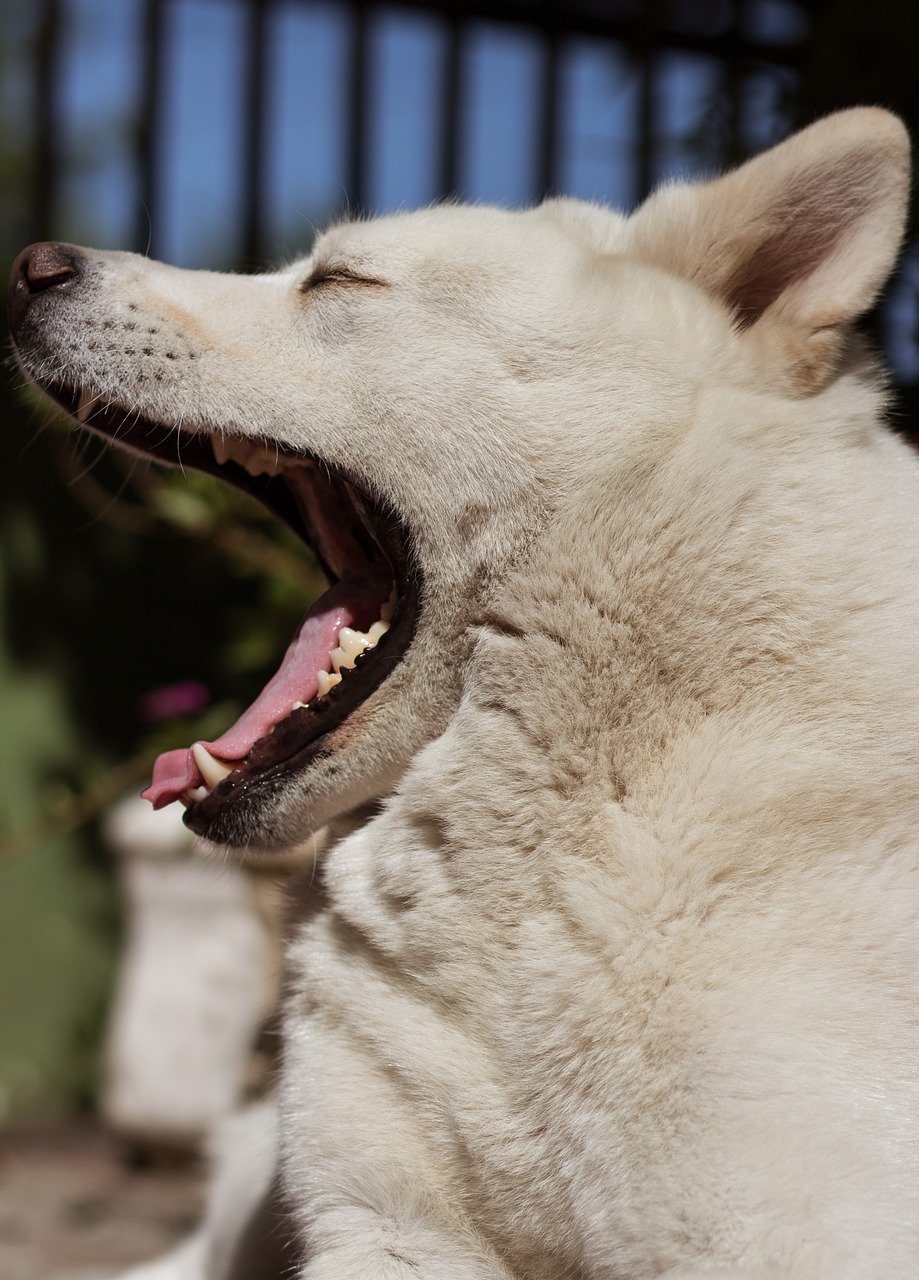 dog teeth howling