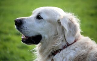 dog side profile smiling - All Natural Products concept image