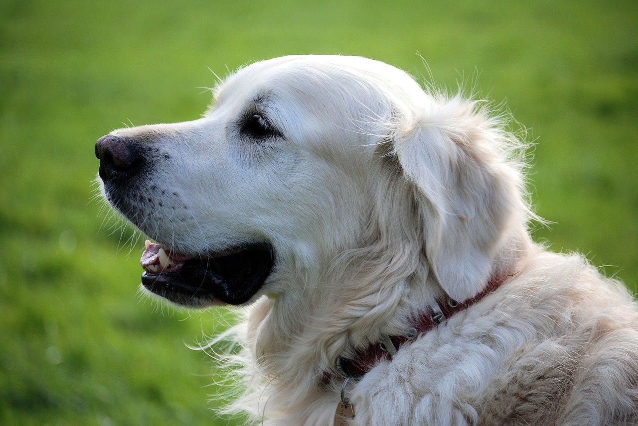 dog side profile smiling