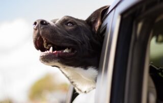 dog looking out car window - dog oral care