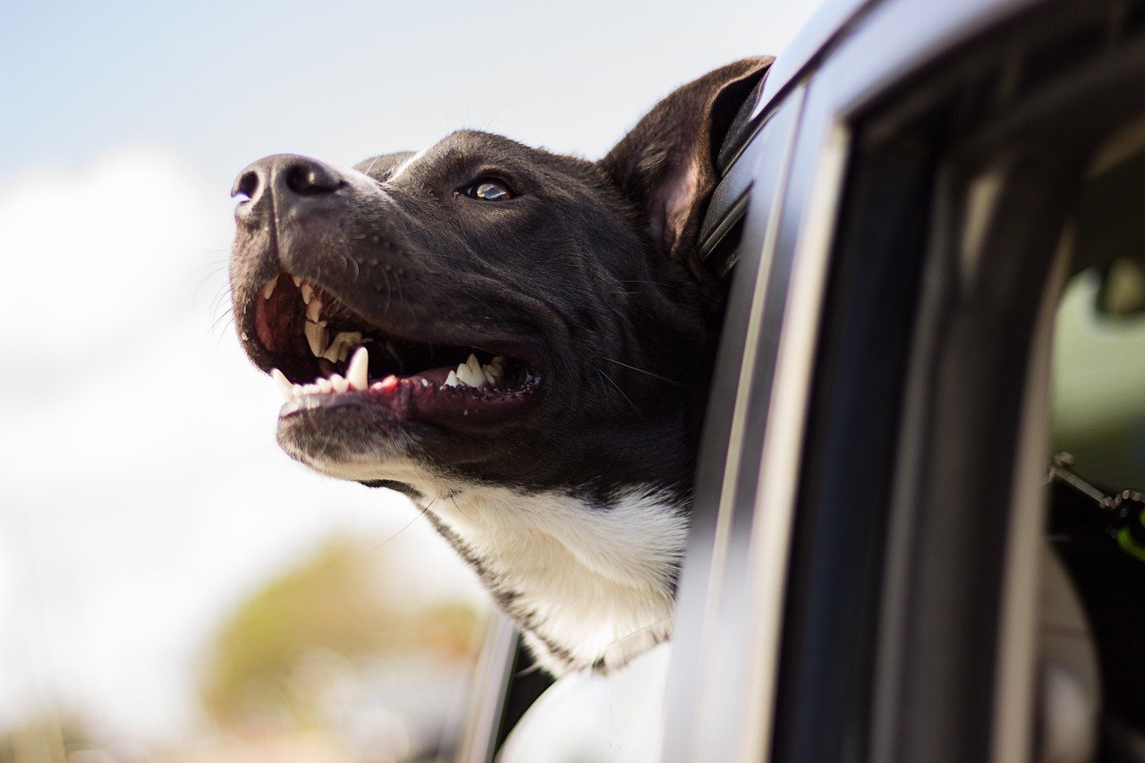 dog looking out car window - dog oral care