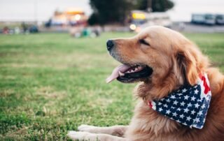 dog with american flag - calming your dog during fireworks concept image