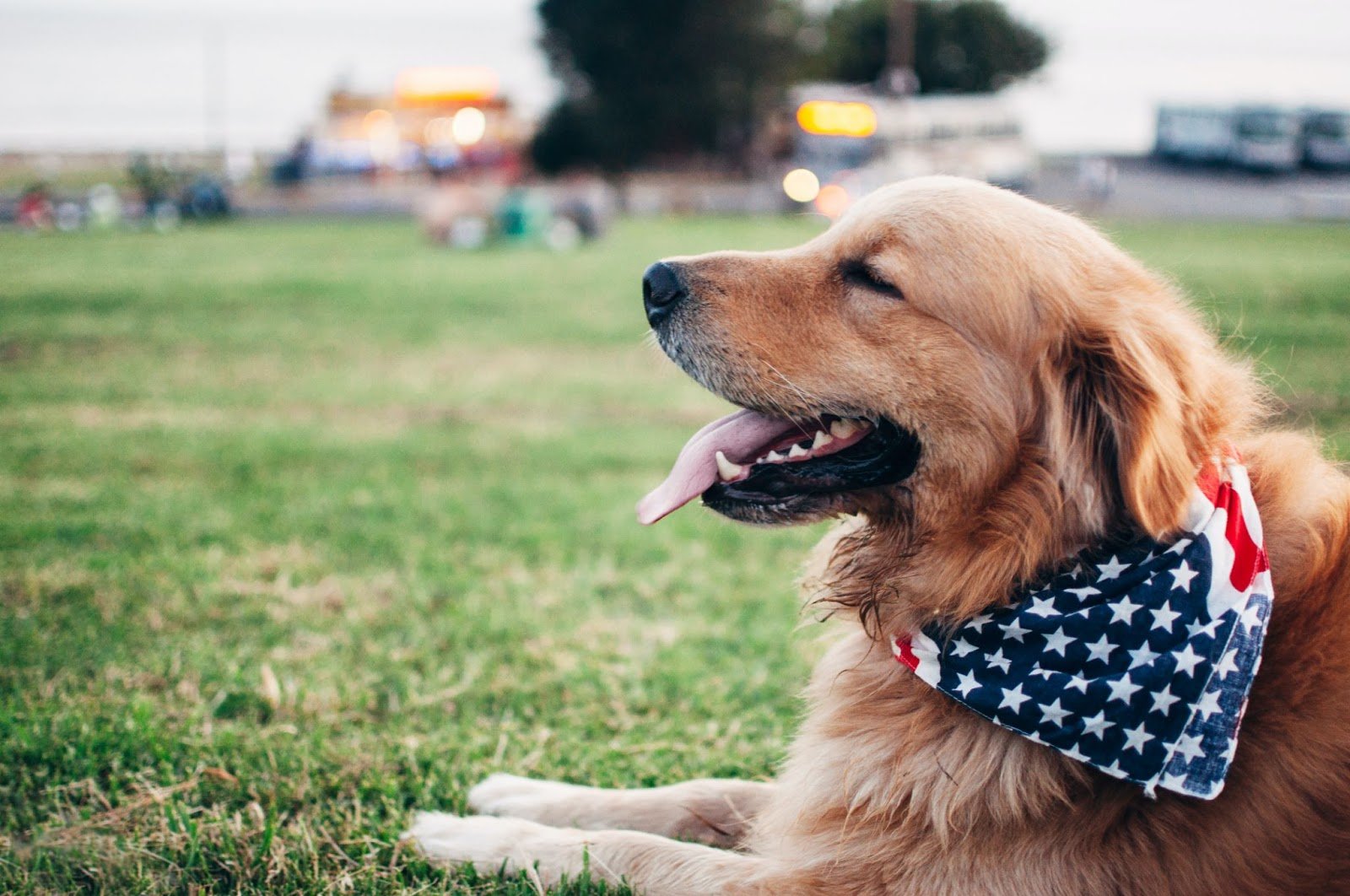 dog with american flag - calming your dog during fireworks concept image