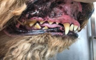dog with gums lifted - brush your pet's teeth concept image